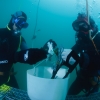 Curso de Buceo Profesional - Pequea Profundidad