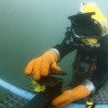 Curso de Buceo Profesional - Pequea Profundidad