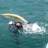 Curso de Buceo Profesional - Pequea Profundidad