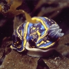 Hypselodoris Cantabrico