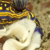 Hypselodoris