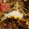 Nudibranquio