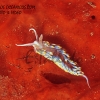 Nudibranquio Bergia