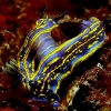 Nudibranquios (Cupula)