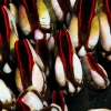 Percebes