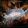 Janolus Creta Nudibranquio Arminacea