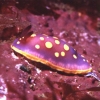 Cromodoris (Chromodoris luteorosea) - Cuatro Caminos