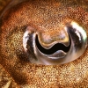 Ojo de Sepia (Sepia officinalis) - Masoparri