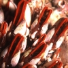 Percebes (Pollicipes cornucopia) - Mollarri