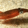 Calamar (Joligo vulgaris) - Piedras Blancas