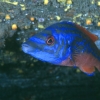 Txiribito Macho - Piedras Blancas