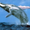 Una ballena recorre 10.000 kilmetros