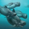  Hallado el crneo de una especie de delfn extinta