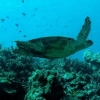 Tailandia elevar las tasas de buceo para proteger el coral