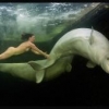  Buceando desnuda entre belugas 
