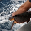 Mayores capturas accidentales de tortuga boba por palangres pequeos