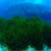 Las anclas arrancan en cuatro aos ms de un 20% de posidonia en Formentera