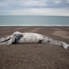 Las misteriosas muertes de ballenas en Argentina