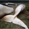  Muerte masiva de ballenas al sur de Chile