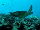 Tailandia elevar las tasas de buceo para proteger el coral