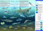 99% de especies marinas en peligro de extincin sin planes de conservacin 