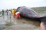 Mortandad de ballenas francas australes  
