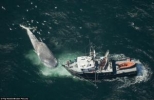 Las colisiones amenazan a la ballena azul