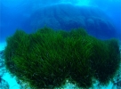 Las anclas arrancan en cuatro aos ms de un 20% de posidonia en Formentera