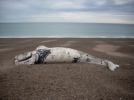 Las misteriosas muertes de ballenas en Argentina