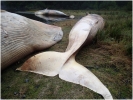  Muerte masiva de ballenas al sur de Chile